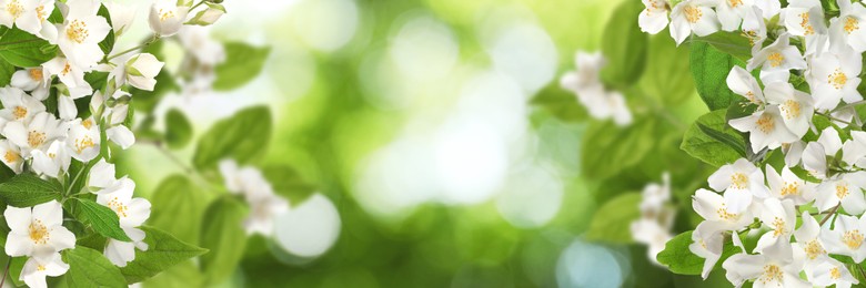 Beautiful white flowers of jasmine plant outdoors on sunny day, banner design. Bokeh effect Image of Beautiful white flowers of jasmine plant outdoors on sunny day, banner design. Bokeh effect