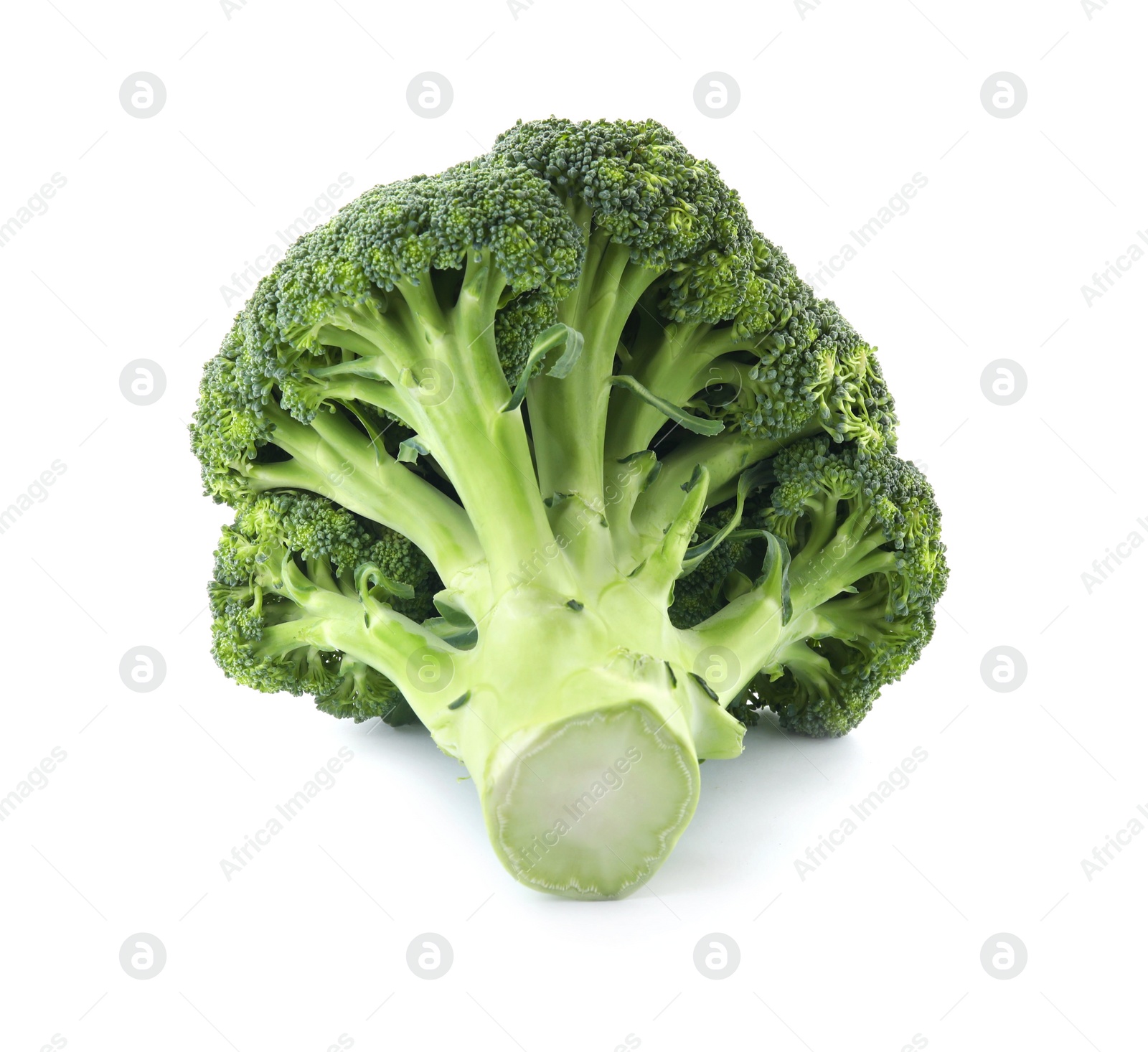 Fresh broccoli isolated on white. Edible green plant Photo of Fresh broccoli isolated on white. Edible green plant
