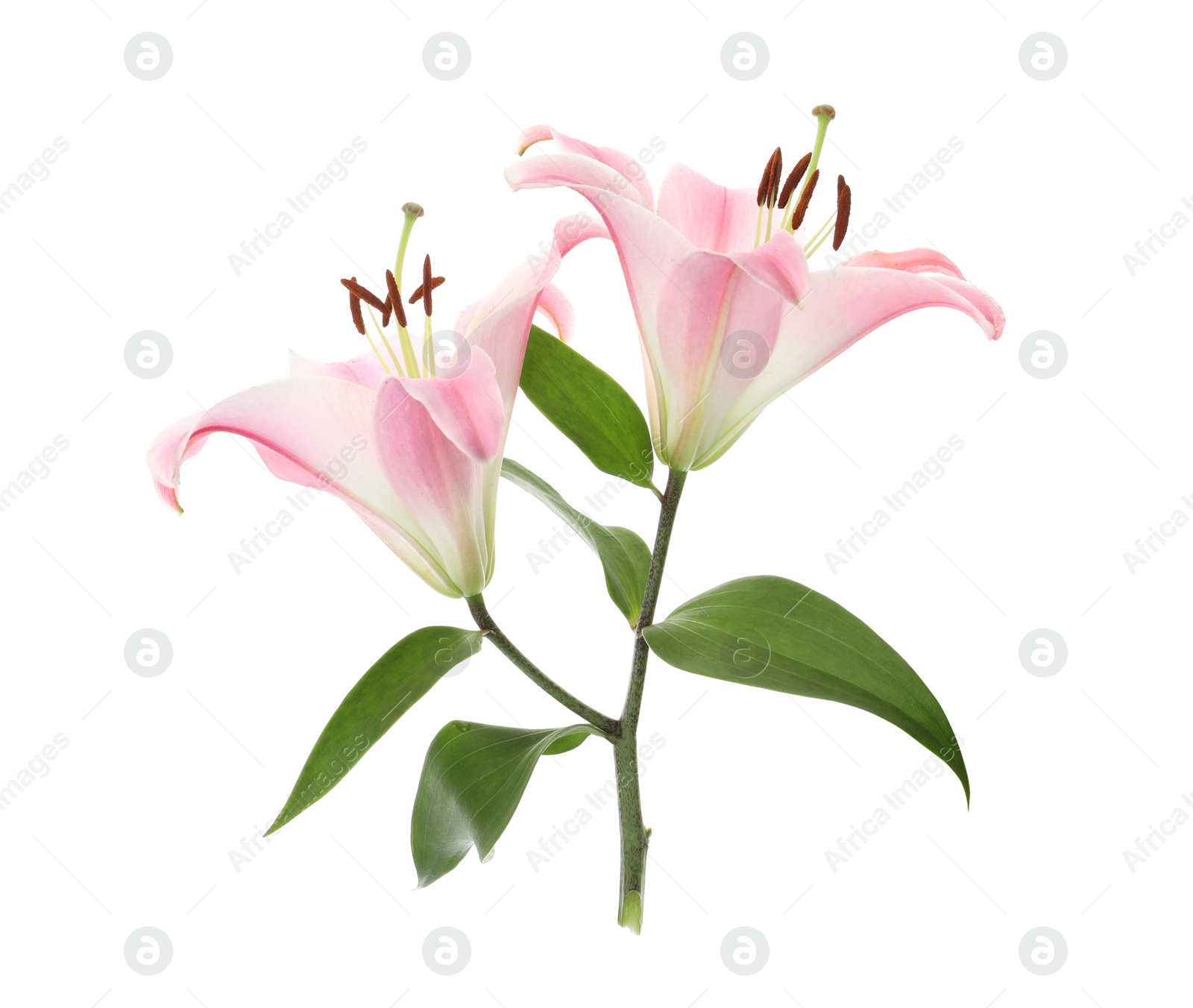 Beautiful lily plant with pink flowers isolated on white Photo of Beautiful lily plant with pink flowers isolated on white