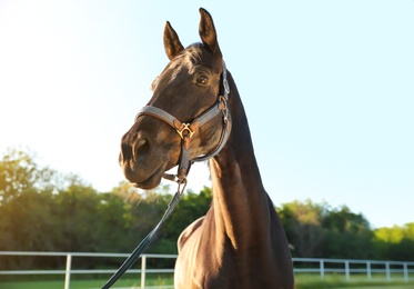 Horse with bridle outdoors on sunny day. Beautiful pet Photo of Horse with bridle outdoors on sunny day. Beautiful pet