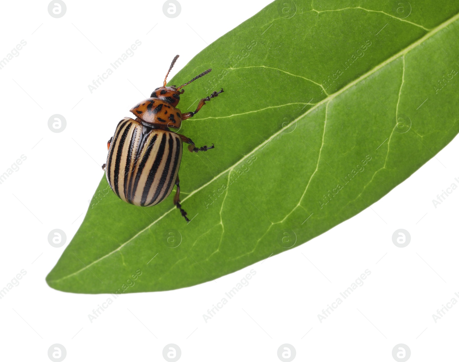 Photo of Colorado potato beetle on green leaf against white background
