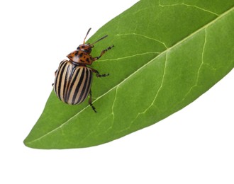 Photo of Colorado potato beetle on green leaf against white background