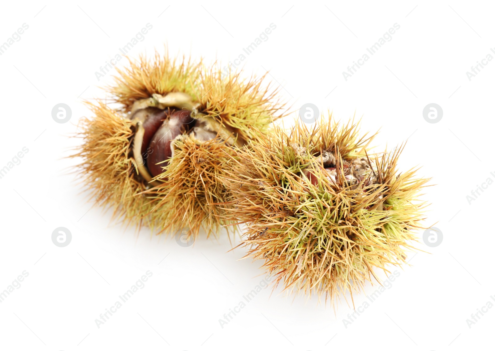 Fresh sweet edible chestnuts in husk on white background Photo of Fresh sweet edible chestnuts in husk on white background