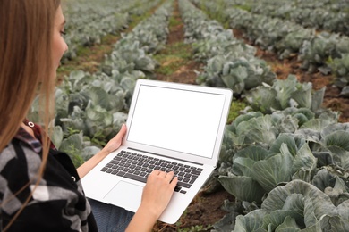 Woman using laptop with blank screen in field, closeup. Agriculture technology Photo of Woman using laptop with blank screen in field, closeup. Agriculture technology