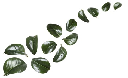 Image of Beautiful fresh green leaves flying on white background, collage