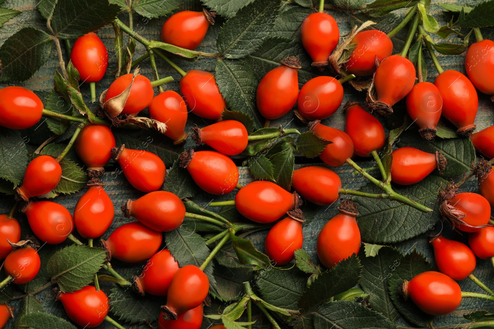 Ripe rose hip berries on green leaves, top view Photo of Ripe rose hip berries on green leaves, top view