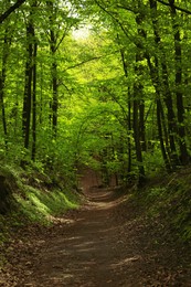 Beautiful landscape with pathway among tall trees in park Photo of Beautiful landscape with pathway among tall trees in park