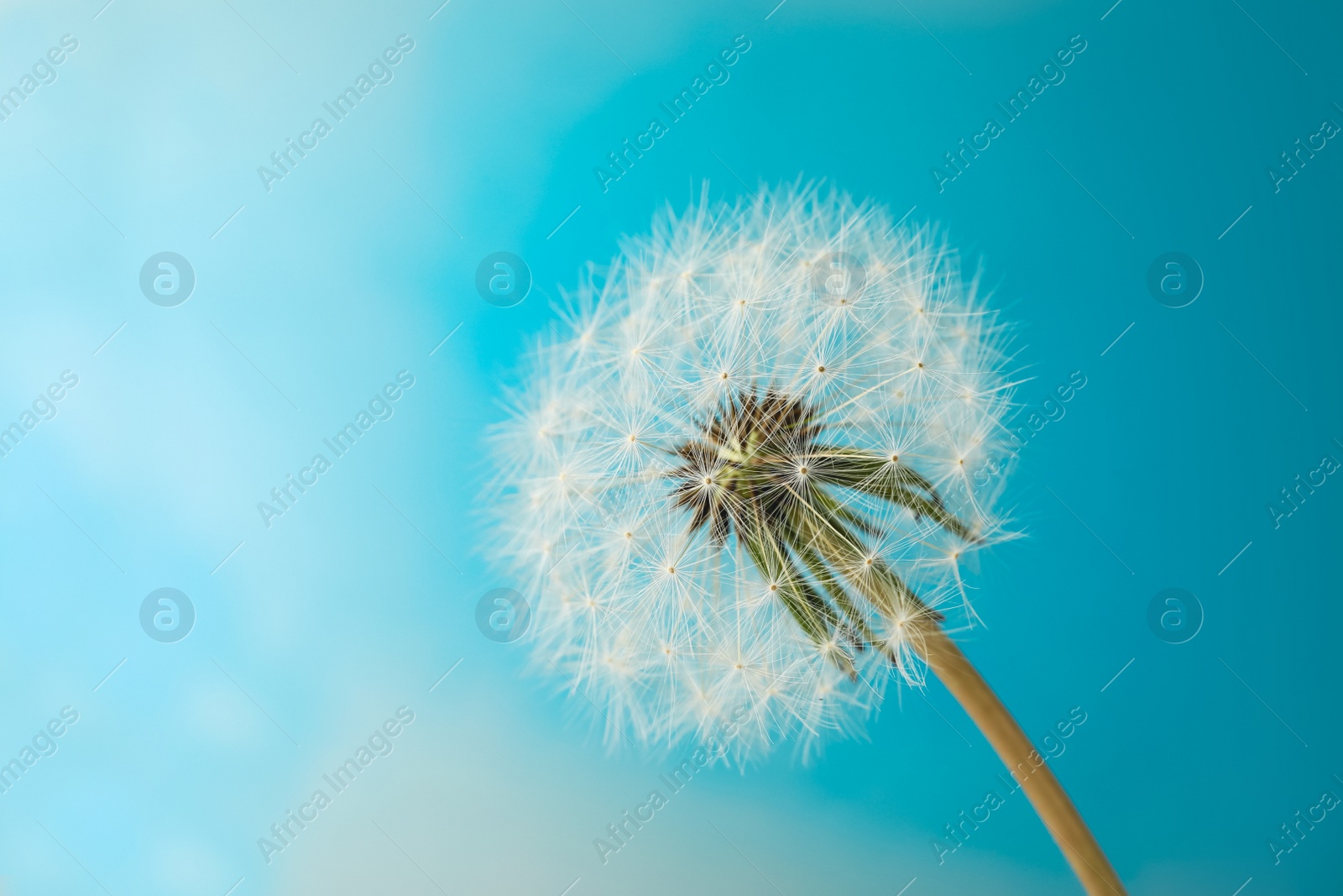 Beautiful dandelion flower on light blue background, closeup Photo of Beautiful dandelion flower on light blue background, closeup