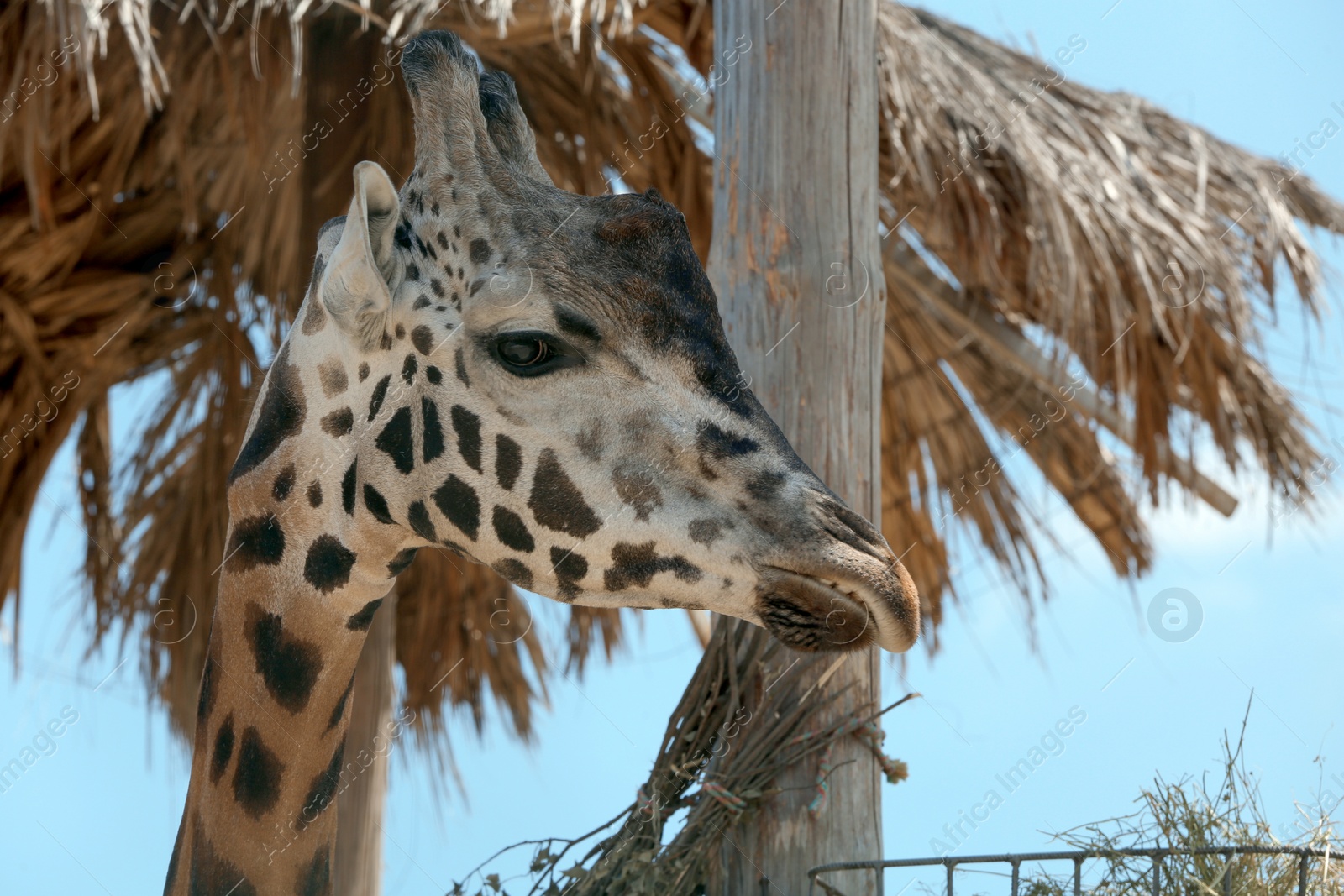 Closeup view of Rothschild giraffe at enclosure in zoo Photo of Closeup view of Rothschild giraffe at enclosure in zoo