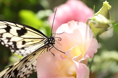 Beautiful rice paper butterfly on pink flower in garden Photo of Beautiful rice paper butterfly on pink flower in garden