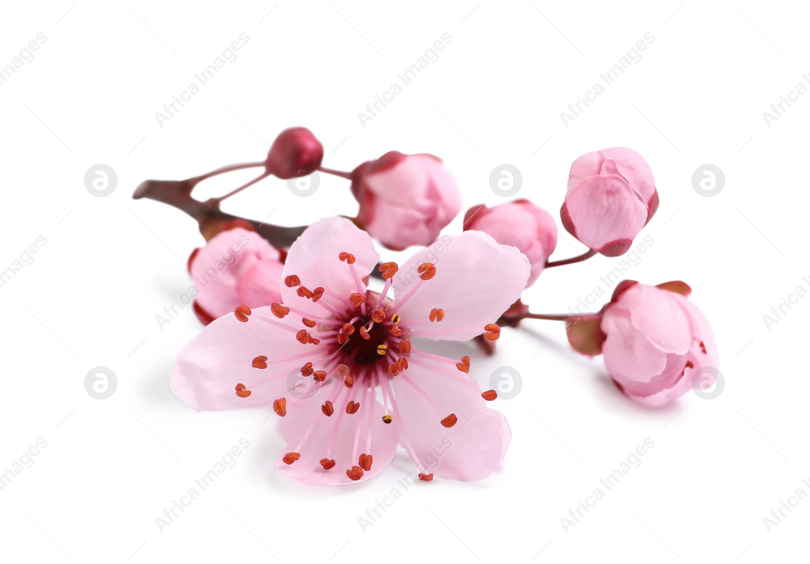 Beautiful pink sakura tree blossoms isolated on white Photo of Beautiful pink sakura tree blossoms isolated on white