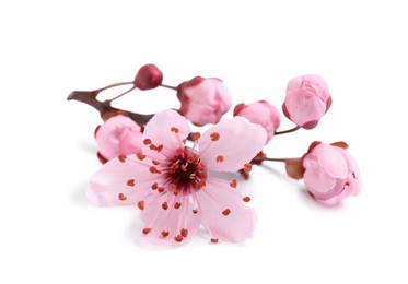 Photo of Beautiful pink sakura tree blossoms isolated on white