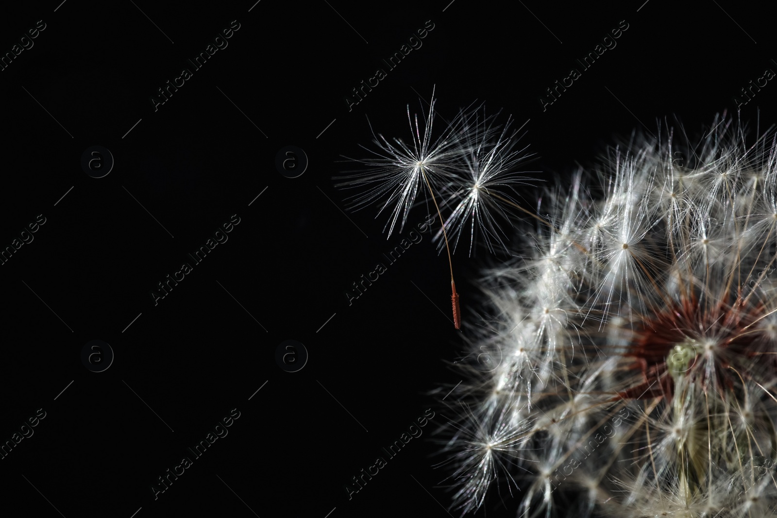 Beautiful dandelion flower on black background, closeup. Space for text Photo of Beautiful dandelion flower on black background, closeup. Space for text