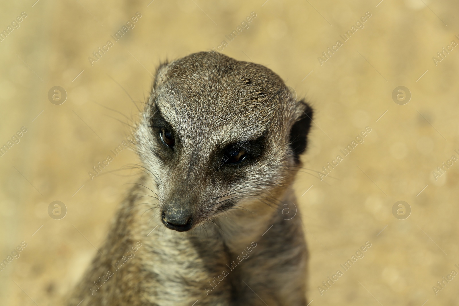 Closeup view of cute meerkat at zoo Photo of Closeup view of cute meerkat at zoo