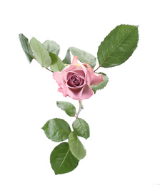 Beautiful fresh rose flower on white background Photo of Beautiful fresh rose flower on white background