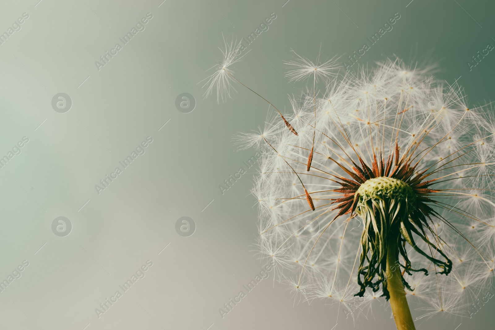 Beautiful dandelion flower on light blue background, closeup. Space for text Photo of Beautiful dandelion flower on light blue background, closeup. Space for text