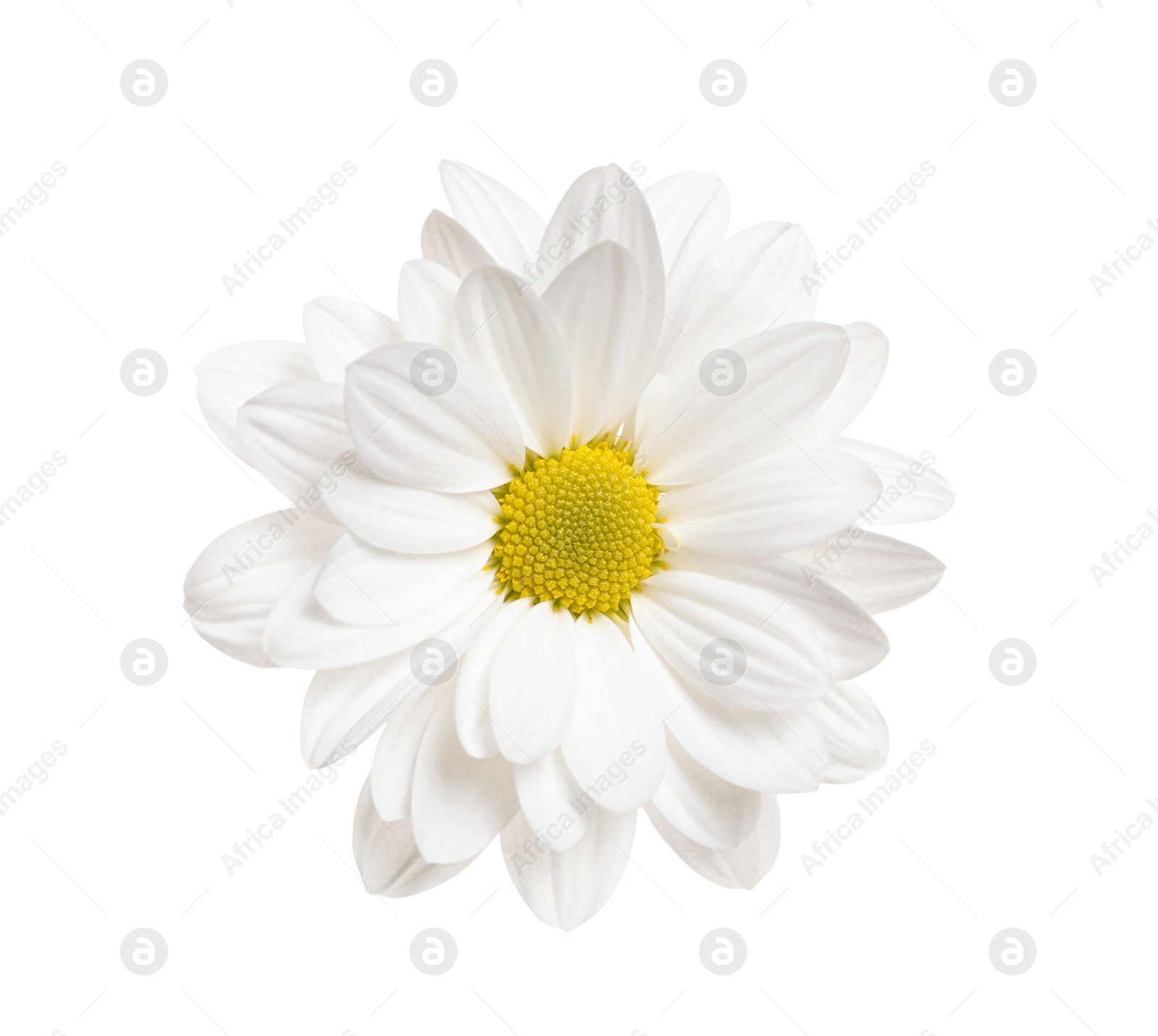 Beautiful chrysanthemum flower on white background Photo of Beautiful chrysanthemum flower on white background