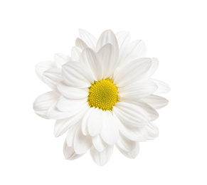 Beautiful chrysanthemum flower on white background Photo of Beautiful chrysanthemum flower on white background