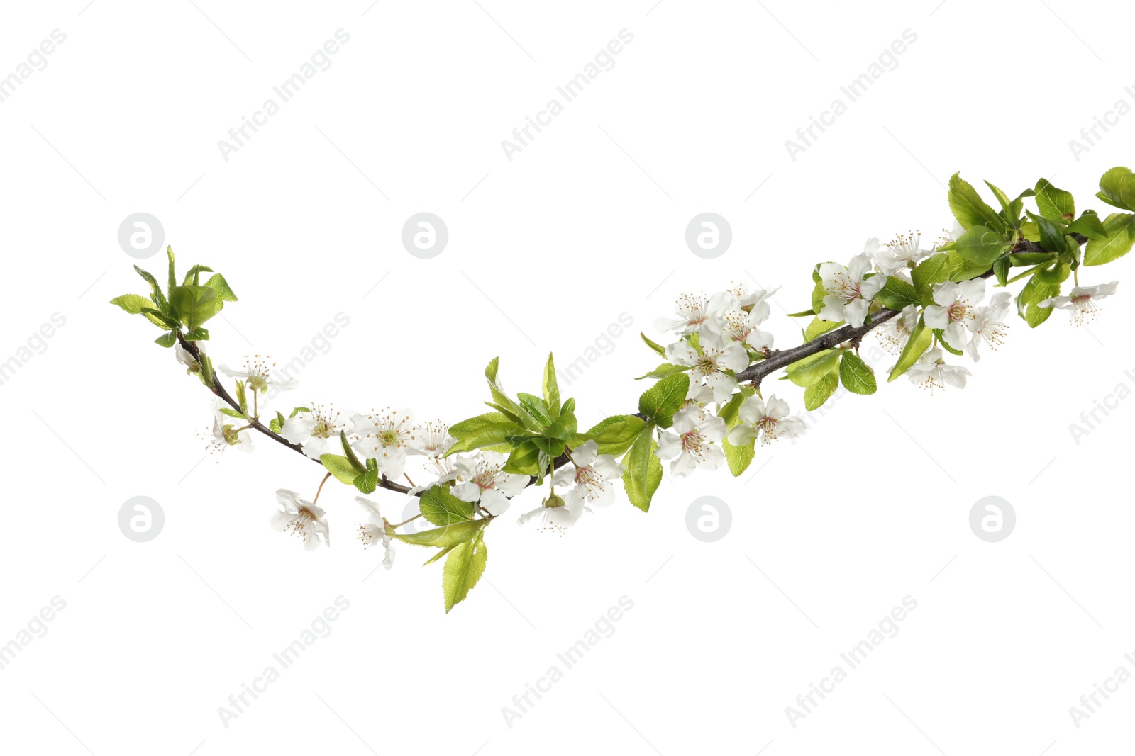 Cherry tree branch with beautiful blossoms isolated on white Photo of Cherry tree branch with beautiful blossoms isolated on white