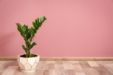 Tropical plant with green leaves in flowerpot against color wall indoors Photo of Tropical plant with green leaves in flowerpot against color wall indoors