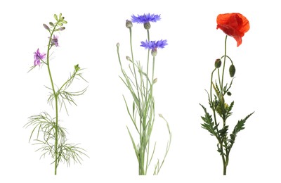 Collection of different beautiful wild flowers on white background Image of Collection of different beautiful wild flowers on white background