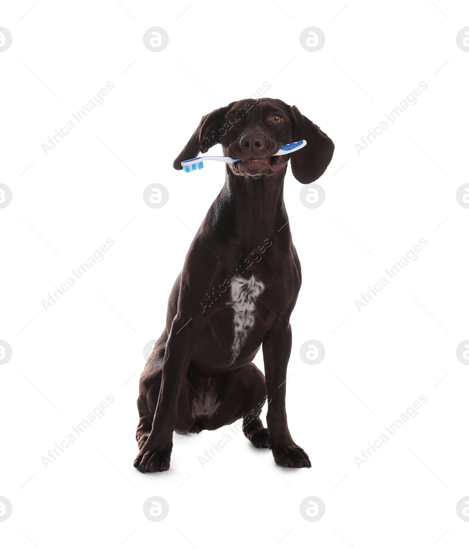 Adorable German Shorthaired Pointer dog with toothbrush on white background Photo of Adorable German Shorthaired Pointer dog with toothbrush on white background