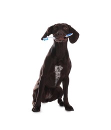 Adorable German Shorthaired Pointer dog with toothbrush on white background Photo of Adorable German Shorthaired Pointer dog with toothbrush on white background