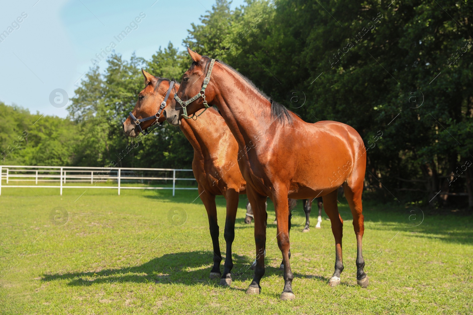 Bay horses in paddock on sunny day. Beautiful pets Photo of Bay horses in paddock on sunny day. Beautiful pets