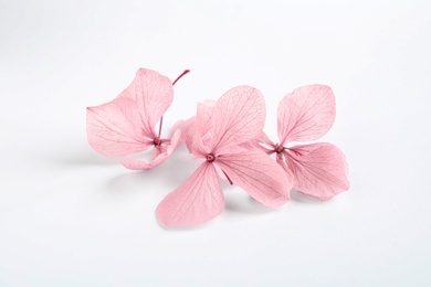 Photo of Beautiful pink hortensia flowers on white background