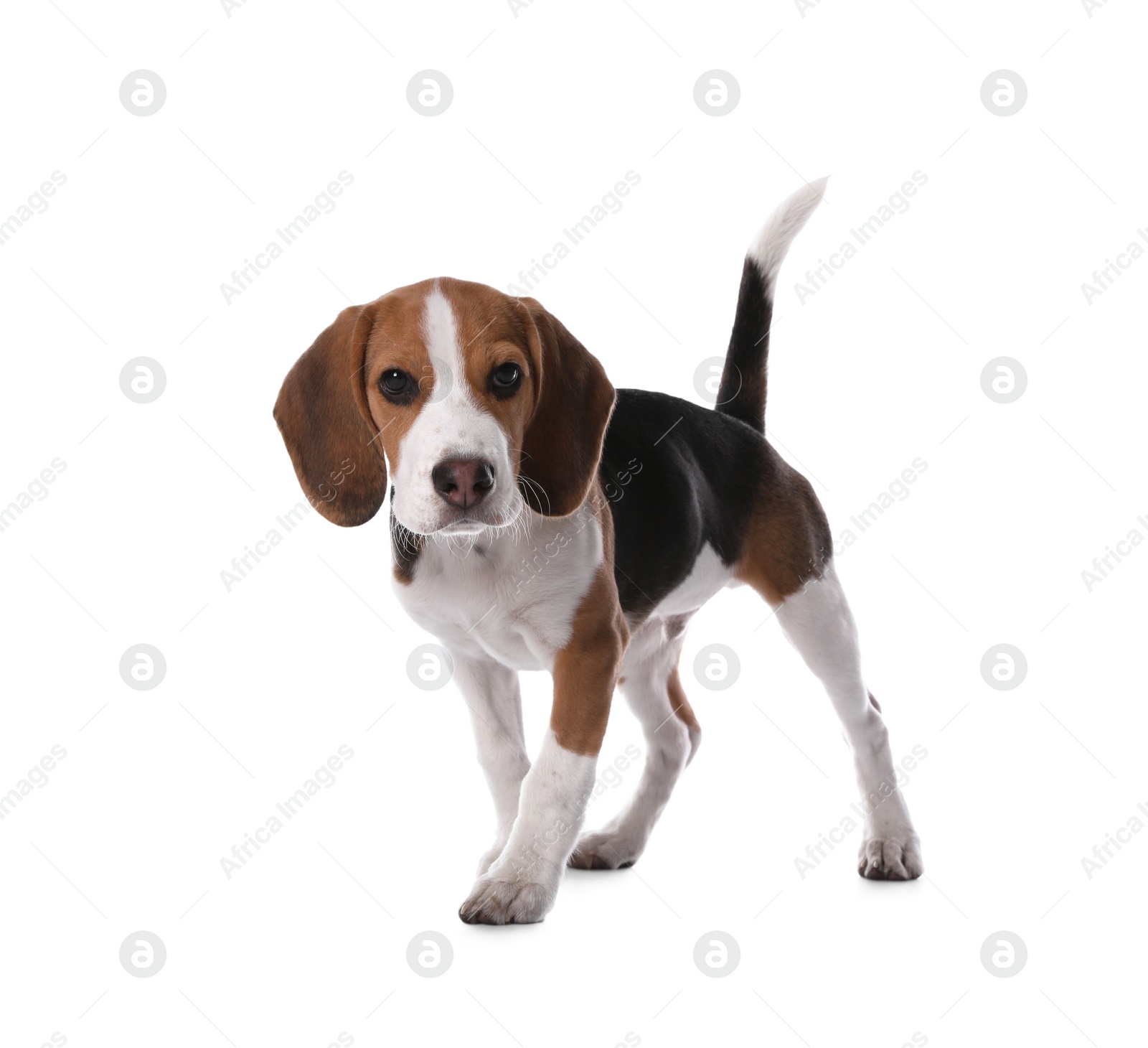 Cute Beagle puppy on white background. Adorable pet Photo of Cute Beagle puppy on white background. Adorable pet