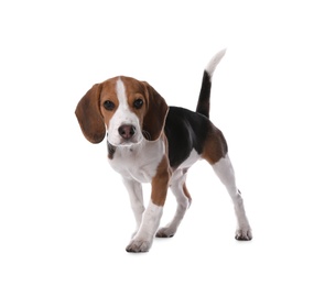Cute Beagle puppy on white background. Adorable pet Photo of Cute Beagle puppy on white background. Adorable pet