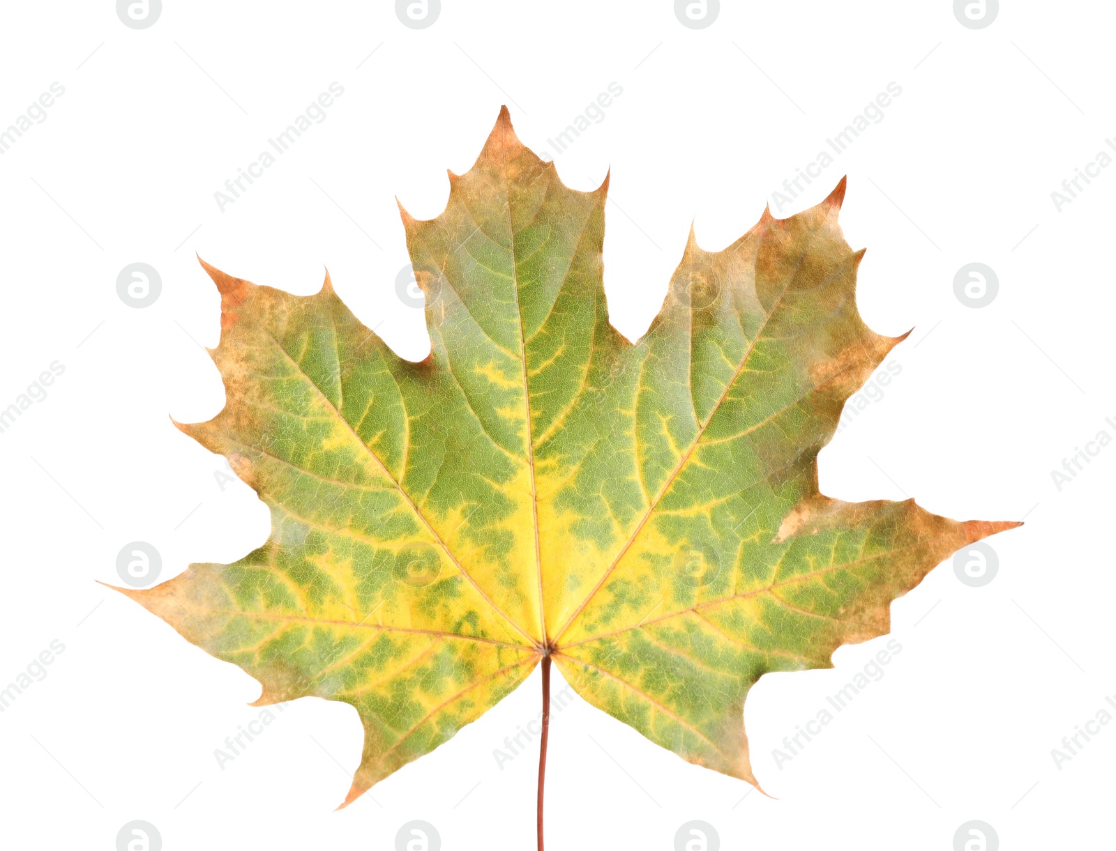 Beautiful leaf isolated on white. Autumn season Photo of Beautiful leaf isolated on white. Autumn season