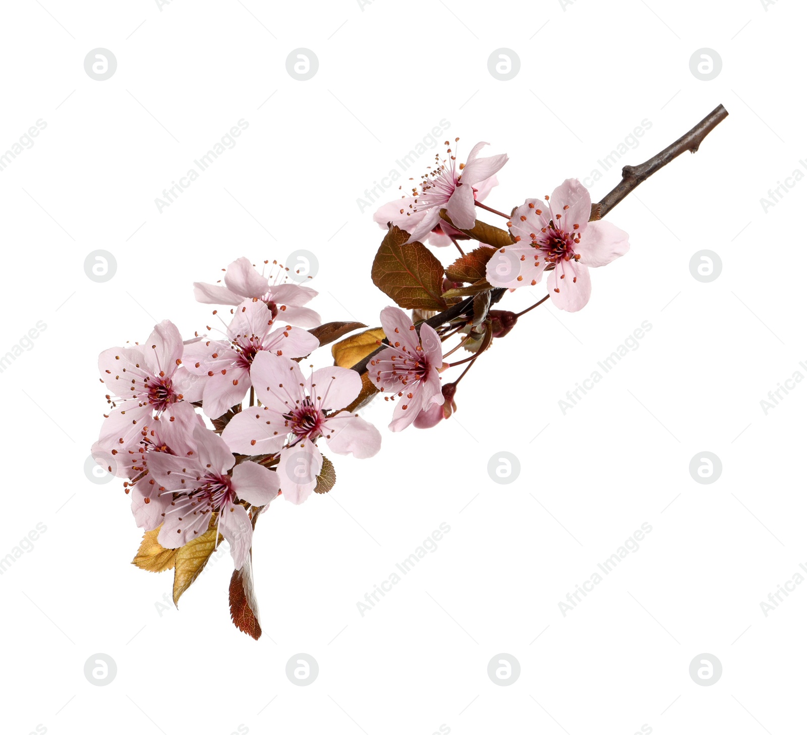 Cherry tree branch with beautiful pink blossoms isolated on white Photo of Cherry tree branch with beautiful pink blossoms isolated on white