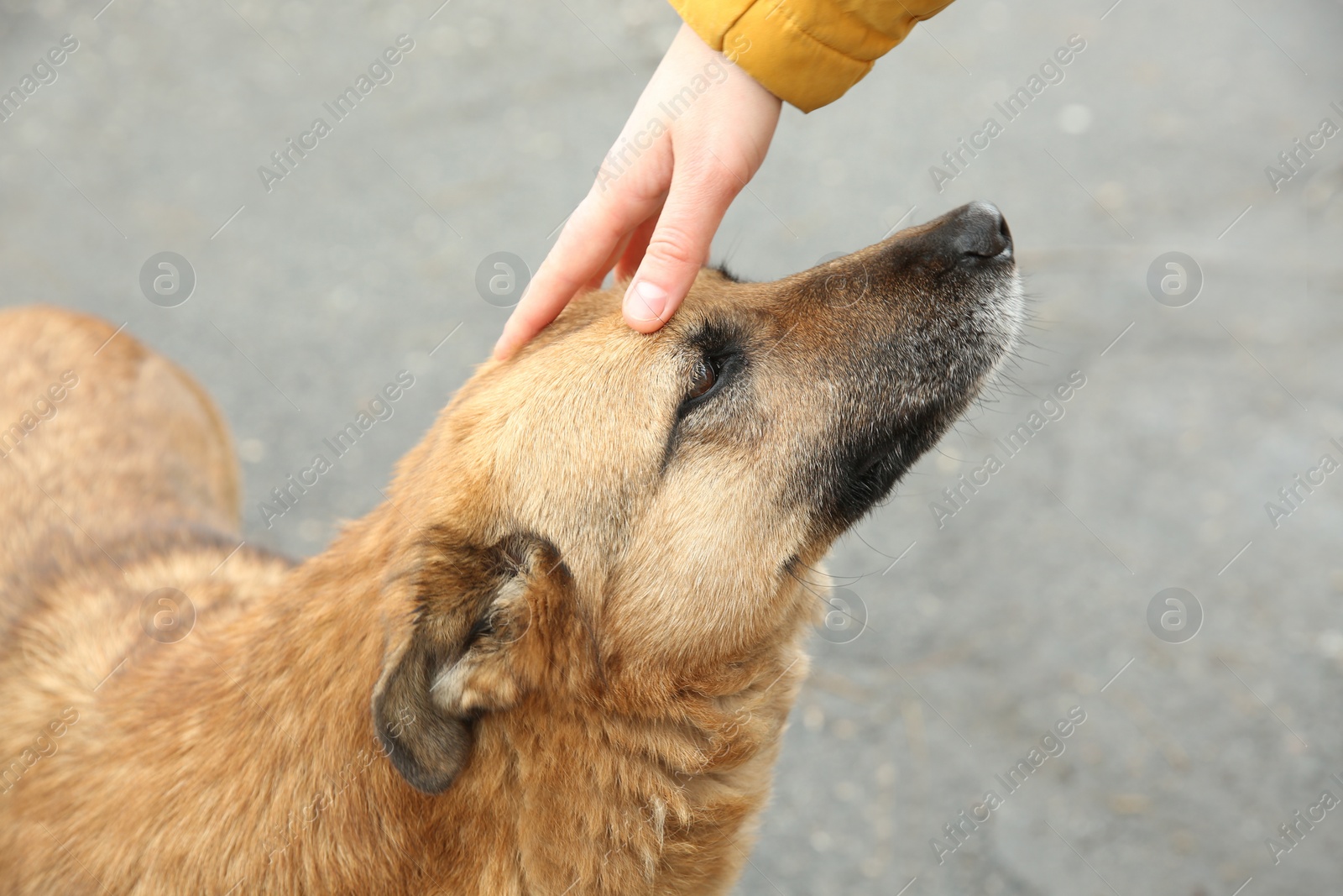 Woman stroking homeless dog on city street, closeup. Abandoned animal Photo of Woman stroking homeless dog on city street, closeup. Abandoned animal