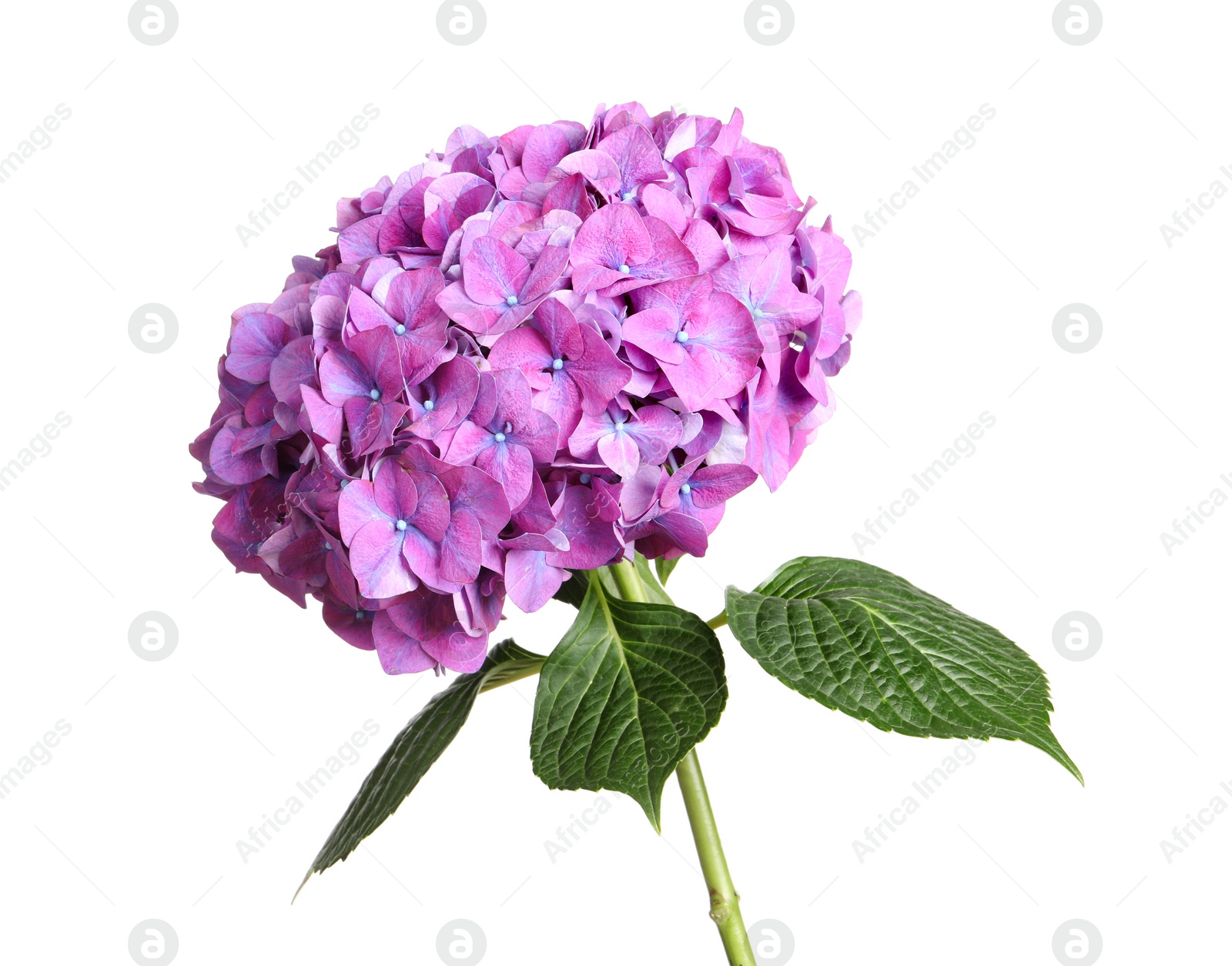 Branch of hortensia plant with delicate flowers on white background Photo of Branch of hortensia plant with delicate flowers on white background