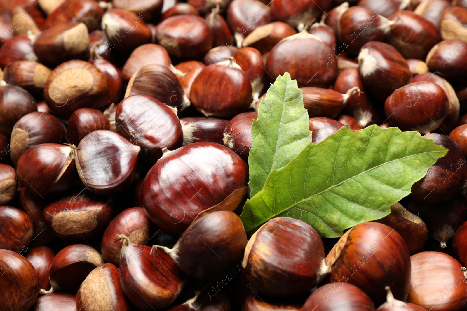 Fresh edible sweet chestnuts as background, closeup Photo of Fresh edible sweet chestnuts as background, closeup