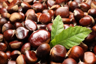 Fresh edible sweet chestnuts as background, closeup Photo of Fresh edible sweet chestnuts as background, closeup