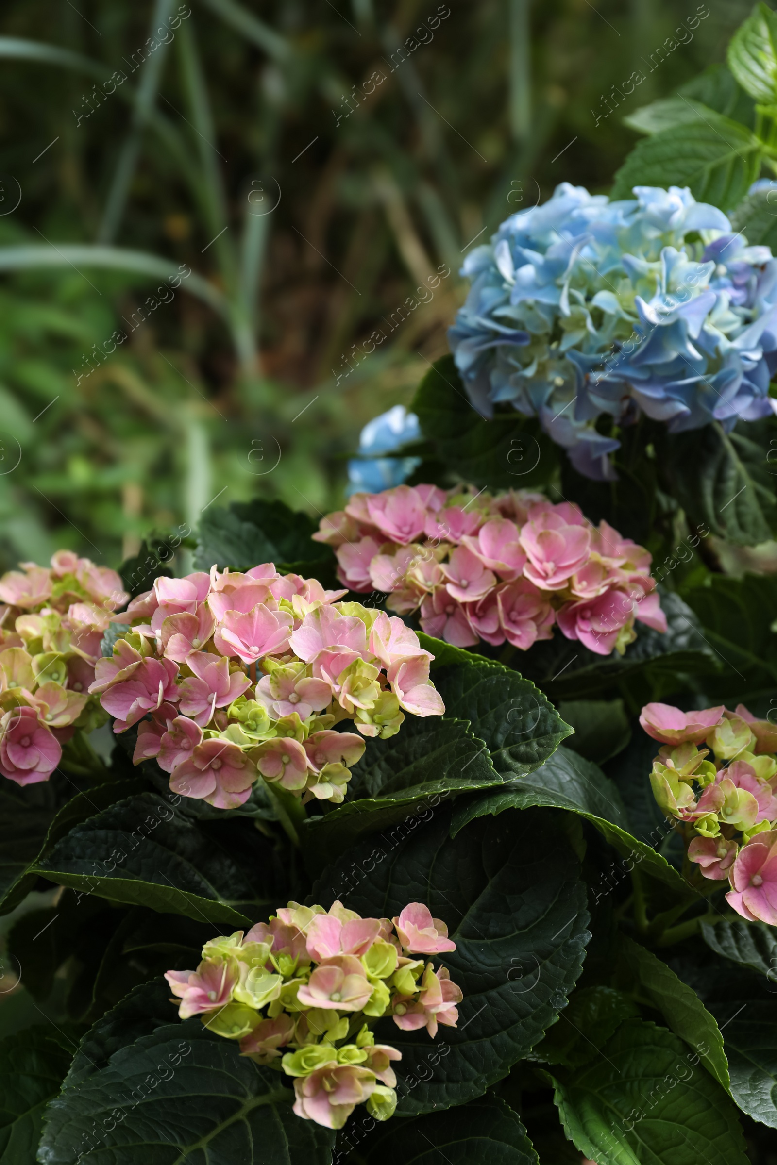 Blooming hortensia plants with beautiful flowers outdoors, closeup Photo of Blooming hortensia plants with beautiful flowers outdoors, closeup