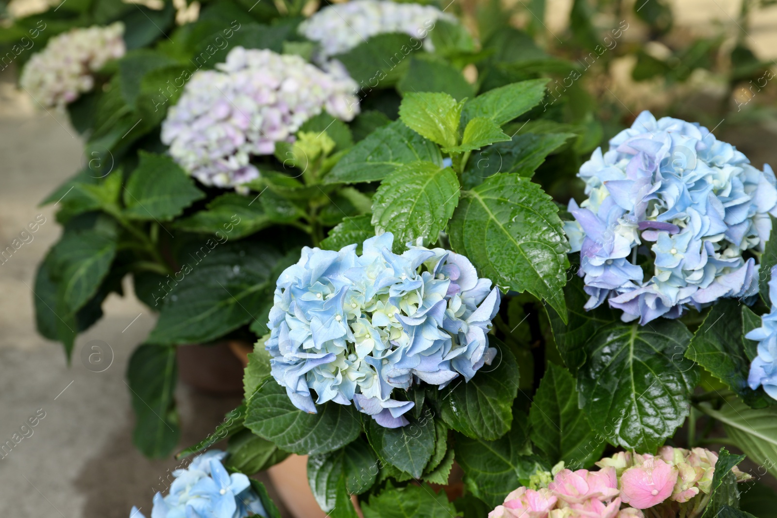 Hortensia plant with beautiful flowers outdoors, closeup Photo of Hortensia plant with beautiful flowers outdoors, closeup