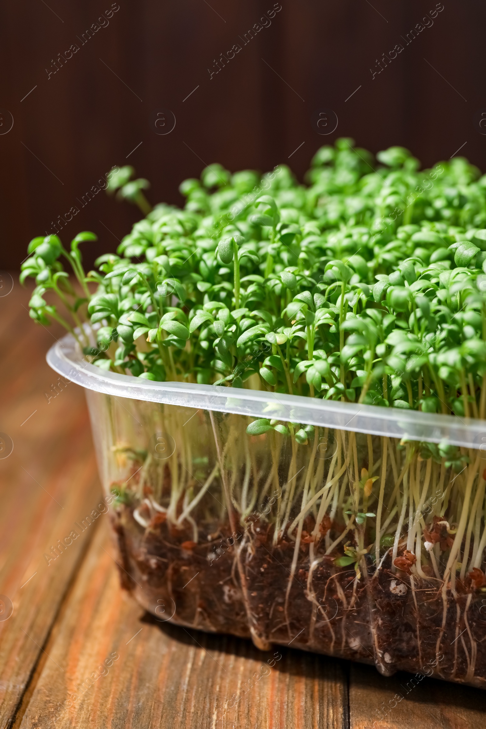 Fresh organic microgreen on wooden table, closeup Photo of Fresh organic microgreen on wooden table, closeup