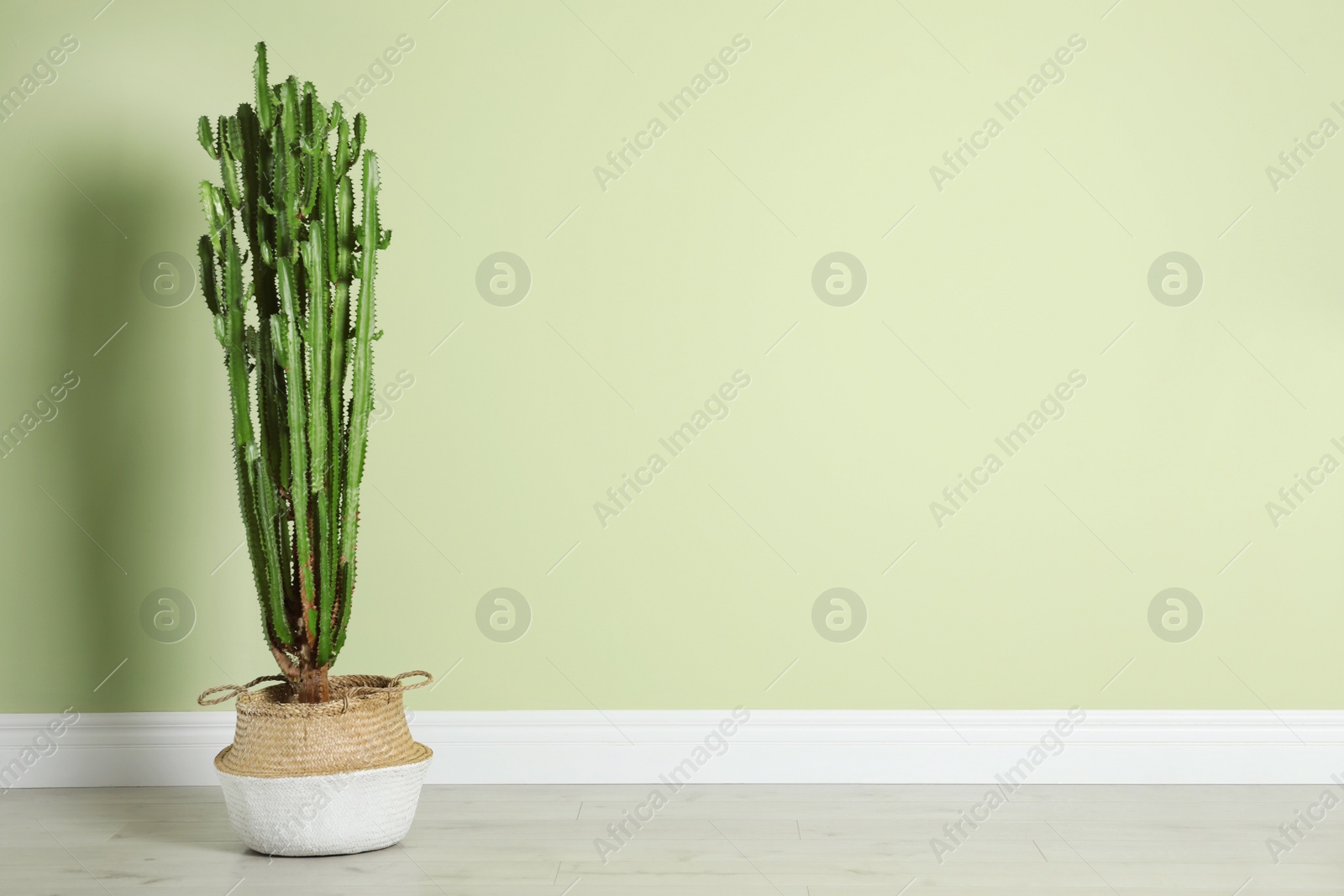 Photo of Beautiful cactus near green wall, space for text. Tropical plant