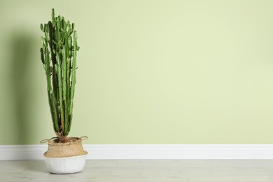 Beautiful cactus near green wall, space for text. Tropical plant Photo of Beautiful cactus near green wall, space for text. Tropical plant