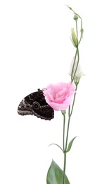 Beautiful common morpho butterfly sitting on eustoma flower against white background Photo of Beautiful common morpho butterfly sitting on eustoma flower against white background