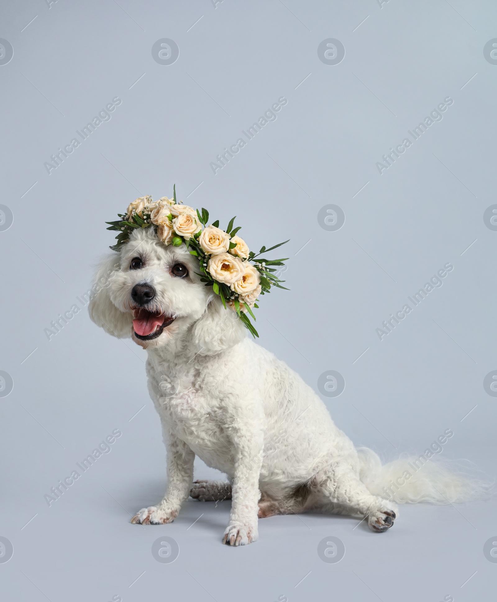 Adorable Bichon wearing wreath made of beautiful flowers on grey background Photo of Adorable Bichon wearing wreath made of beautiful flowers on grey background