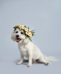 Adorable Bichon wearing wreath made of beautiful flowers on grey background Photo of Adorable Bichon wearing wreath made of beautiful flowers on grey background