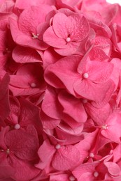 Beautiful pink hortensia flowers as background, closeup Photo of Beautiful pink hortensia flowers as background, closeup