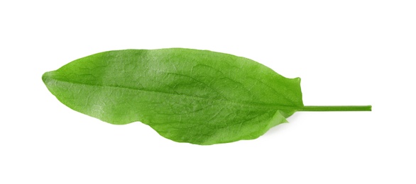 Fresh green single sorrel leaf isolated on white Photo of Fresh green single sorrel leaf isolated on white