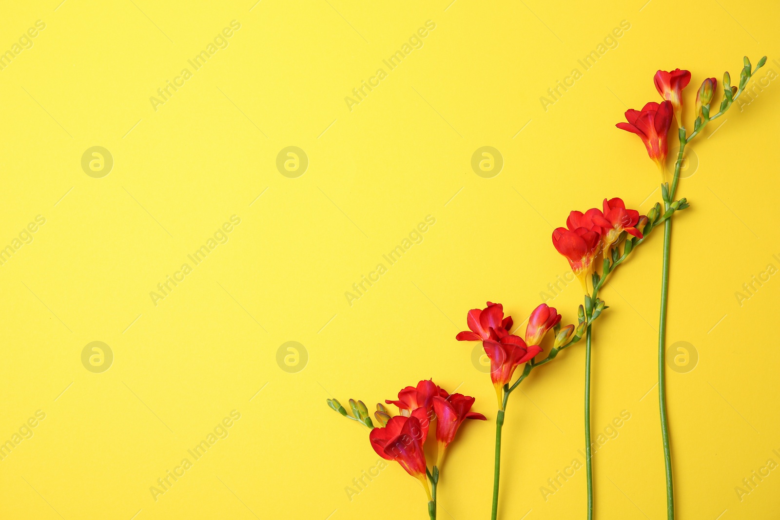 Beautiful freesia flowers on color background Photo of Beautiful freesia flowers on color background