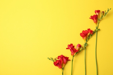 Beautiful freesia flowers on color background Photo of Beautiful freesia flowers on color background