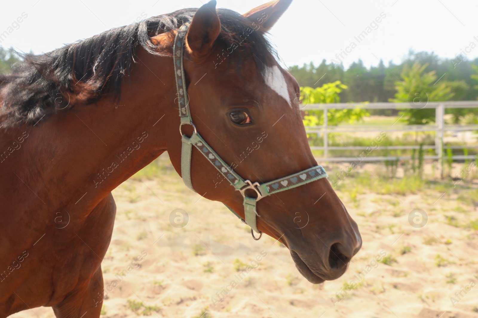Bay horse in paddock on sunny day. Beautiful pet Photo of Bay horse in paddock on sunny day. Beautiful pet